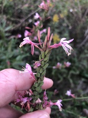 Oenothera gaura
