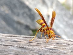 Polistes carnifex