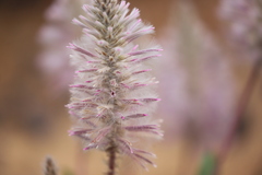 Ptilotus exaltatus