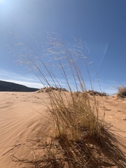 Sporobolus arenicola