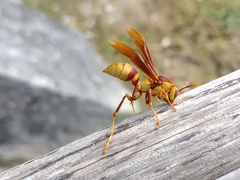 Polistes carnifex