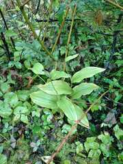 Cypripedium reginae