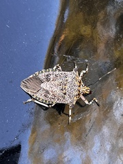 Alcaeorrhynchus grandis