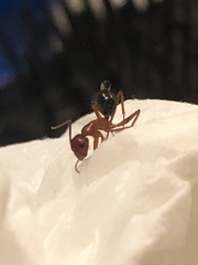 Camponotus floridanus