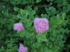 Spiraea splendens splendens