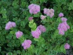 Spiraea splendens splendens
