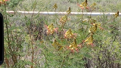 Erythrostemon gilliesii