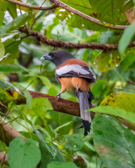 Dendrocitta vagabunda