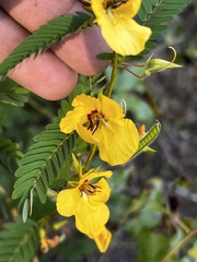 Chamaecrista fasciculata