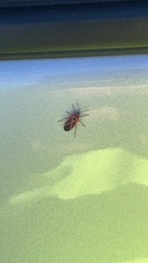 Neacoryphus bicrucis