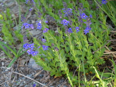 Veronica cusickii