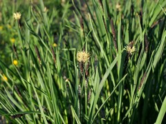 Carex spectabilis