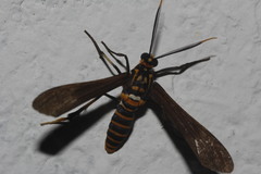 Horama panthalon texana