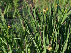 Carex spectabilis