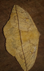 Lonomia