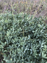 Baptisia alba