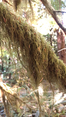 Pseudisothecium stoloniferum