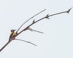 Dinopium benghalense