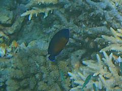 Centropyge bispinosa