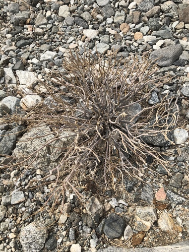 iNaturalist observation photo of Brittlebush