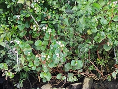 Begonia cucullata