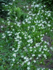 Erythronium montanum