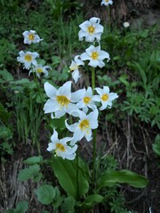 Erythronium montanum