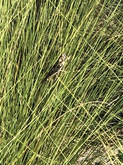 Schistocerca serialis cubense