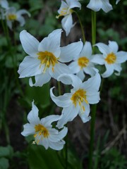 Erythronium montanum
