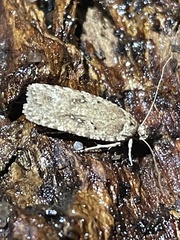 Agonopterix