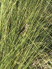 Schistocerca serialis cubense