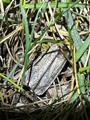 Xestia xanthographa