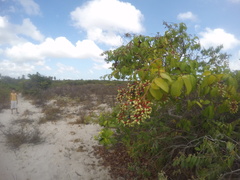 Byrsonima crassifolia