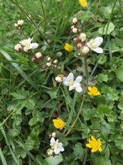 Saxifraga granulata