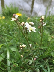 Saxifraga granulata
