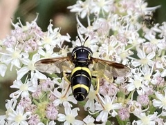 Chrysotoxum bicinctum
