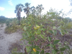 Byrsonima crassifolia