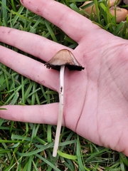Coprinopsis