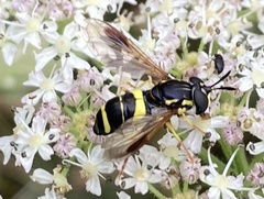 Chrysotoxum bicinctum