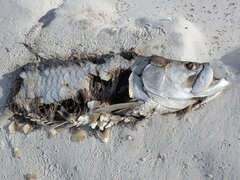 Megalops atlanticus
