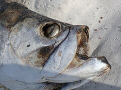 Megalops atlanticus