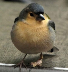 Fringilla coelebs maderensis