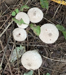 Lycoperdon perlatum
