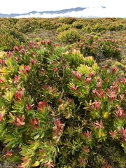 Leucadendron laureolum