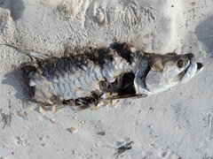 Megalops atlanticus