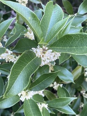Osmanthus fragrans
