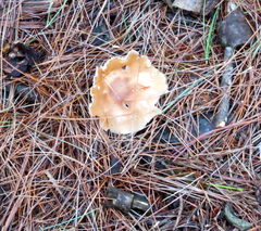 Ampulloclitocybe clavipes
