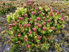 Leucadendron laureolum