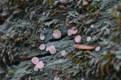 Icmadophila ericetorum