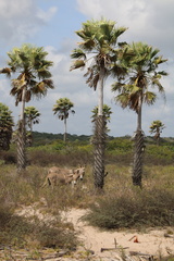 Copernicia prunifera